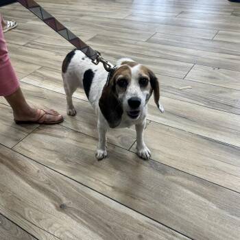 Bianca -  Beagle and Mixed Breed Dog for Adoption in Newark, New Jersey - Bianca | PetCurious