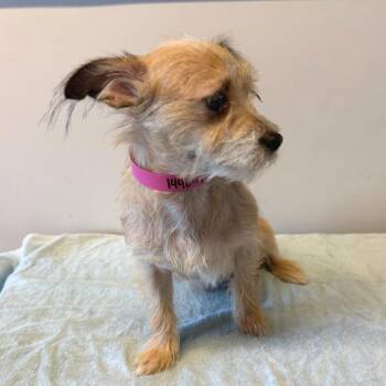 IVHS-Stray-144091 -  Rat Terrier Dog for Adoption in San Gabriel, California - IVHS-Stray-144091 | PetCurious
