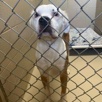 Louie 260758 -  Mixed Breed Dog for Adoption in Gladstone, Michigan - Louie 260758 | PetCurious