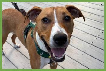Humphrey -  Hound and Terrier Dog for Adoption in Amherst, Massachusetts - Humphrey | PetCurious