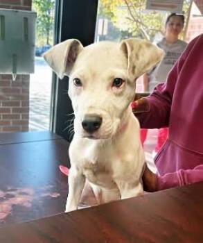 Rescue Mixed Breed Dogs for Adoption in Nashville, Tennessee - Yogurt | PetCurious