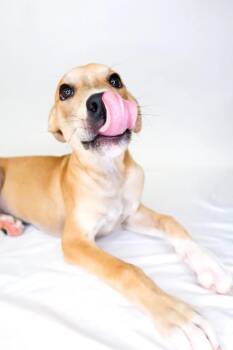 Rescue Pit Bull Terrier Dogs for Adoption in Bixby, Oklahoma - Chelsea | PetCurious