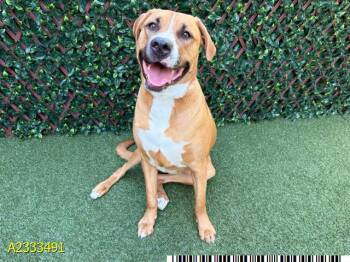 Mixed Breed Dogs Available for Adoption in West Palm Beach, Florida - POTATO | PetCurious