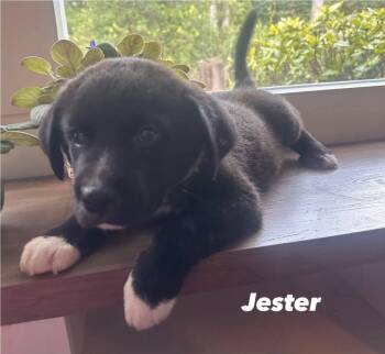 Jester -  Mixed Breed Dog for Adoption in Groveland, Massachusetts - Jester | PetCurious