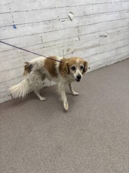 NOVA -  Papillon and Mixed Breed Dog for Adoption in San Bernardino, California - NOVA | PetCurious