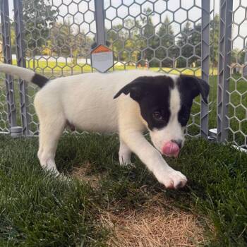 Goose D70362 -  Labrador Retriever and Mixed Breed Dog for Adoption in Minnetonka, Minnesota - Goose D70362 | PetCurious