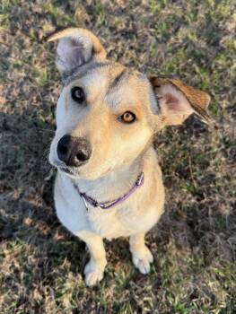 Shepherd Dogs Available for Adoption in Willmar, Minnesota - Lilac | PetCurious