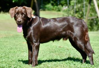 Winchester -  Boykin Spaniel Dog for Adoption in Franklin, Tennessee - Winchester | PetCurious