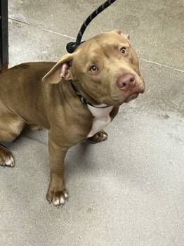 Rescue Mixed Breed Dogs for Adoption in West Chester, Pennsylvania - Myers | PetCurious