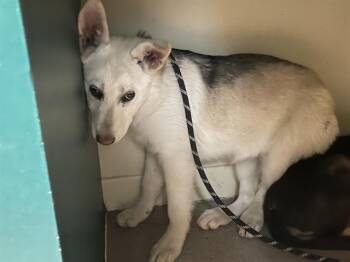 Husky and Mixed Breed Dogs Available for Adoption - A527535 | PetCurious