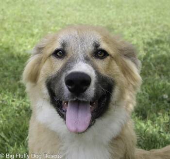 Holt -  Great Pyrenees and Border Collie Dog for Adoption in Nashville, Tennessee - Holt | PetCurious