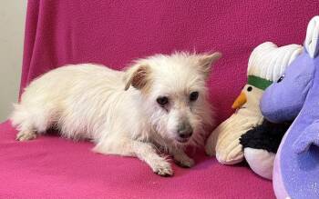 West Highland White Terrier Westie Dogs Available for Adoption in Cedartown, Georgia - Willa | PetCurious