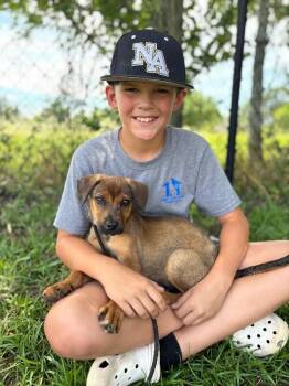 Aubrey -  Beagle and Mixed Breed Dog for Adoption in Aiken, South Carolina - Aubrey | PetCurious