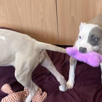 Cagney -  Mixed Breed Dog for Adoption in Walker, Michigan - Cagney | PetCurious