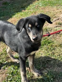Koda -  Husky Dog for Adoption in Springfield, Illinois - Koda | PetCurious