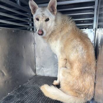 Rescue German Shepherd Dog and Mixed Breed Dogs for Adoption in Saint Joseph, Missouri - Jacob | PetCurious