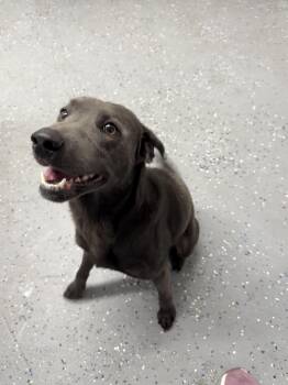 Rescue Weimaraner Dogs for Adoption in Lewisburg, Tennessee - Stone | PetCurious
