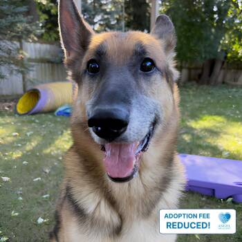 Canelo -  German Shepherd Dog Dog for Adoption in Naperville, Illinois - Canelo | PetCurious