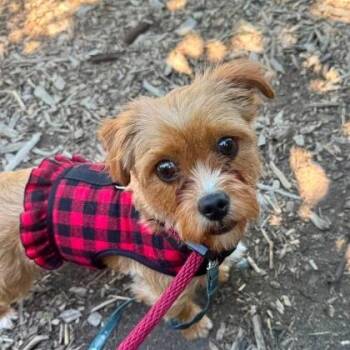Scruffleupagus -  Yorkshire Terrier and Mixed Breed Dog for Adoption in Arlington, Virginia - Scruffleupagus | PetCurious