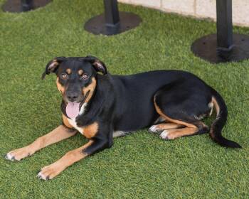 Rescue Labrador Retriever and Hound Dogs for Adoption in Mont Belvieu, Texas - Elle | PetCurious