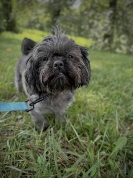 Harlan-Transport -  Shih Tzu Dog for Adoption in Gradyville, Kentucky - Harlan-Transport | PetCurious