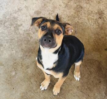 Roxie -  Black Mouth Cur and Black Labrador Retriever Dog for Adoption in Lucedale, Mississippi - Roxie | PetCurious