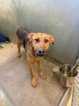 German Shepherd Dog Dogs Available for Adoption - Clay | PetCurious