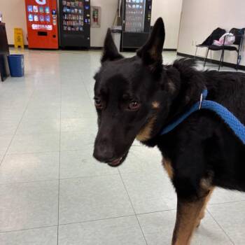 Maximus -  Shepherd Dog for Adoption in Philadelphia, Pennsylvania - Maximus | PetCurious