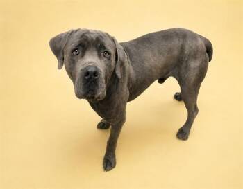 Gray - (Courtesy Post) Foster or Adopt Me! -  Cane Corso and American Staffordshire Terrier Dog for Adoption in Lake Forest, California - Gray - (Courtesy Post) Foster Or Adopt Me! | PetCurious