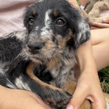 Presley -  Australian Shepherd and Goldendoodle Dog for Adoption in Los Angeles, California - Presley | PetCurious