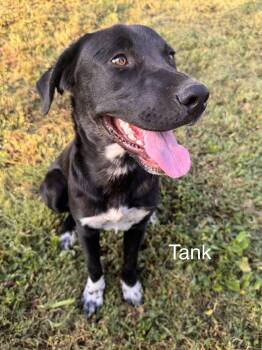 Tank Dot -  Labrador Retriever Dog for Adoption in South Kingstown, Rhode Island - Tank Dot | PetCurious