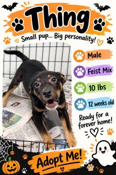 Thing -  Mixed Breed Dog for Adoption in Rock Hill, New York - Thing | PetCurious