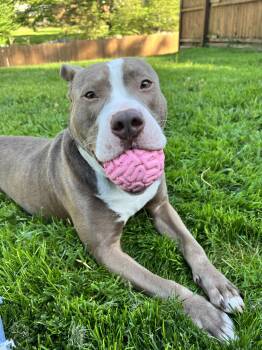 Rescue American Staffordshire Terrier Dogs for Adoption in Stahlstown, Pennsylvania - Smokey (Mokey) | PetCurious