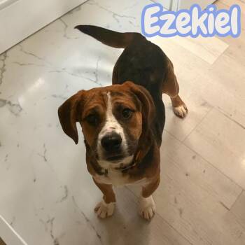 Ezekiel - 30lbs of laughs - dog/cat/kid friendly - house/crate/l -  Beagle Dog for Adoption in Chuckey, Tennessee - Ezekiel - 30lbs Of Laughs - Dog/cat/kid Friendly - House/crate/l | PetCurious