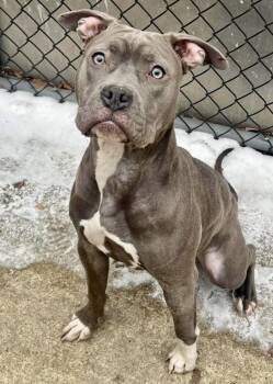 Pit Bull Terrier Dogs Available for Adoption - Princy | PetCurious