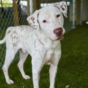 German Shorthaired Pointer and Dalmatian Dogs Available for Adoption in Tuscaloosa, Alabama - Ebenezer | PetCurious