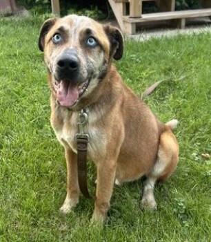 Pumpkin Muffin -  Cattle Dog Dog for Adoption in Aurora, Illinois - Pumpkin Muffin | PetCurious