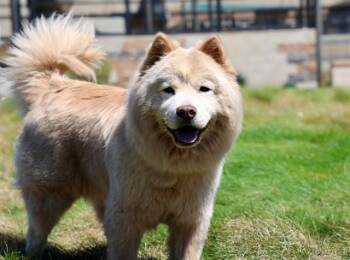 Soul -  Chow Chow Dog for Adoption in Sacramento, California - Soul | PetCurious