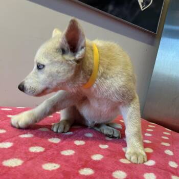 IVHS-Stray-141560 -  Siberian Husky Dog for Adoption in San Gabriel, California - IVHS-Stray-141560 | PetCurious