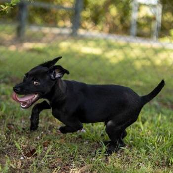 Gilbert -  Terrier and Mixed Breed Dog for Adoption in Carencro, Louisiana - Gilbert | PetCurious