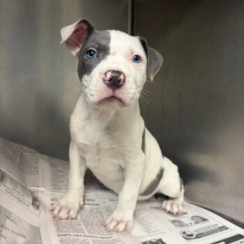 Steve -  Terrier and Mixed Breed Dog for Adoption in Corpus Christi, Texas - Steve | PetCurious