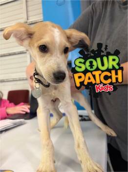Rescue Husky Dogs for Adoption in Carson City, Nevada - Sour Patch Kids | PetCurious
