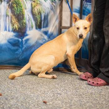 Tripp -  Shepherd and Mixed Breed Dog for Adoption in Washington, District Of Columbia - Tripp | PetCurious