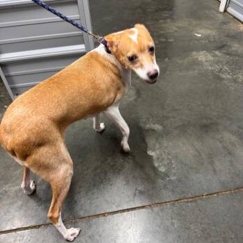 Baby Girl -  Whippet Dog for Adoption in Princeton, Kentucky - Baby Girl | PetCurious