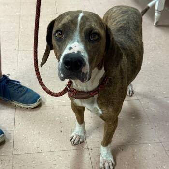Beagle and Boxer Dogs Available for Adoption in Fort Smith, Arkansas - Maple | PetCurious