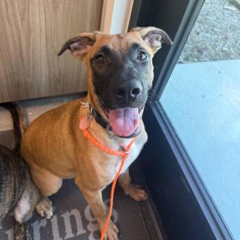 Bubba -  Mixed Breed Dog for Adoption in Sand Springs, Oklahoma - Bubba | PetCurious