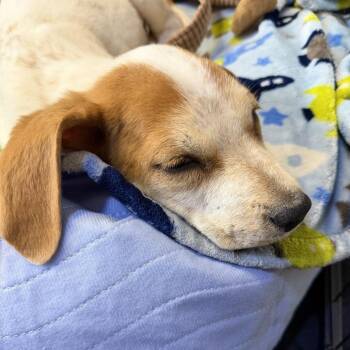 Basset Hound and Mixed Breed Dogs Available for Adoption in Chino Hills, California - Rusty -*Available 6/6*Chino Hills Location | PetCurious