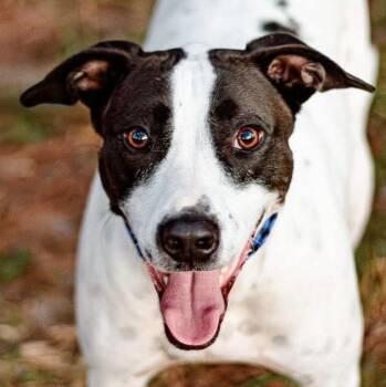 Hound Dogs Available for Adoption - Pong | PetCurious
