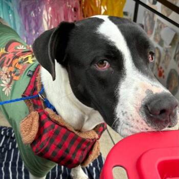 Hearty -  Pit Bull Terrier Dog Available for Adoption in Dallas, Texas - Hearty | PetCurious