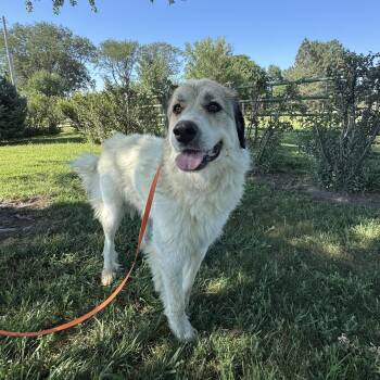 Jada -  Great Pyrenees Dog for Adoption in Lexington, Nebraska - Jada | PetCurious